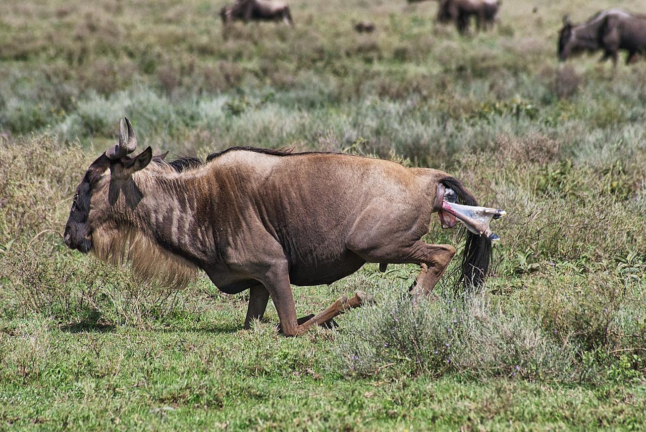 safari